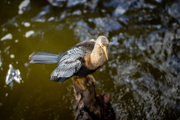Anhinga on water