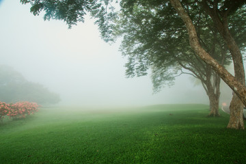 Natural landscape. Green forest with fog, trees, morning