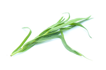 Tarragon herbs isolated on white