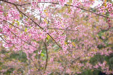 Beautiful cherry blossom or sakura in spring time over  sky