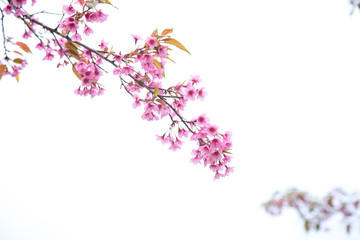 Beautiful cherry blossom or sakura in spring time over  sky
