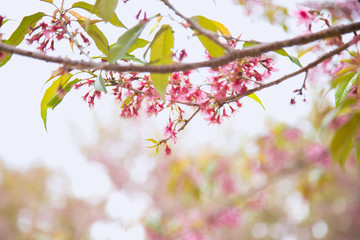 Beautiful cherry blossom or sakura in spring time over  sky