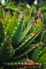 closeup of a cactus