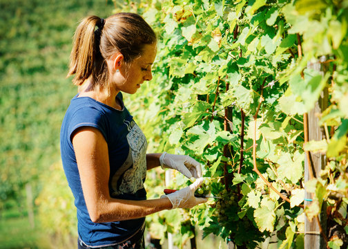 Happy young girl cutting grapes at vineyard in summer. Woman working at Wine farm. Person farmer at rural landscape. Worker at Field winery and harvest