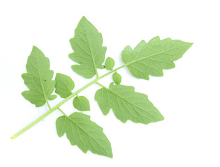fresh tomato leaf on white background