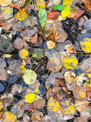 Wet fall leaves on the ground in Canada