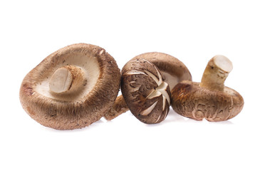 Shiitake mushroom on the White background