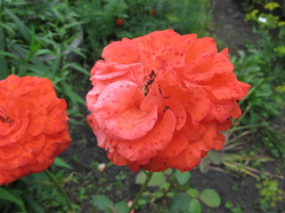 red flower in garden