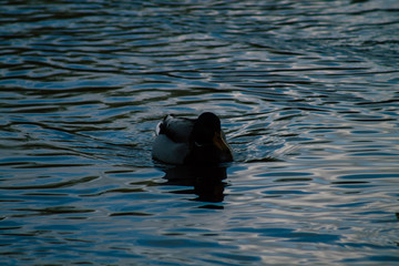 View of wild duck in a pond 