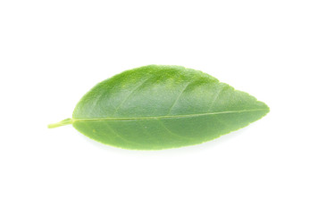 Fresh lemon leaves  isolated over white background