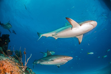 Caribbean reef shark at the Bahamas