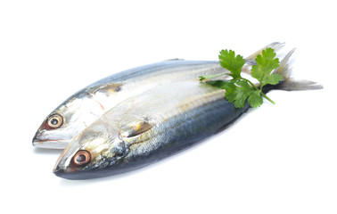 Fresh mackerel isolated on white background