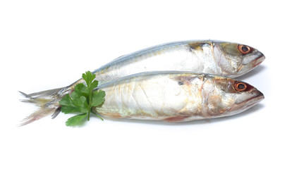 Fresh mackerel isolated on white background