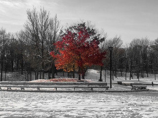 Tree with red leaves amidst a snowy field in Montreal Quebec