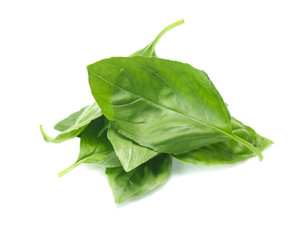 Close up green basil herb leaves isolated on white background.