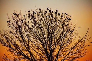 birds roosting in the trees 2