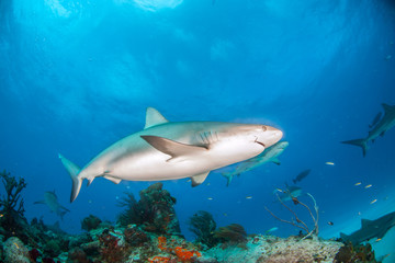 Fototapeta na wymiar Caribbean reef shark at the Bahamas