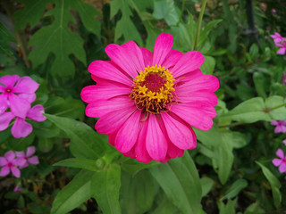 Obraz premium pink flower in the garden