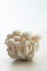 White Shimeji Mushroom on white background