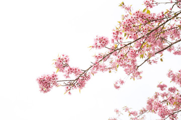 Beautiful cherry blossom or sakura in spring time over  sky © Poramet
