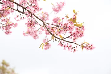 Rolgordijnen Beautiful cherry blossom or sakura in spring time over  sky © Poramet