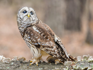 Barred Owl stands on a tree branch in Charlotte, NC.