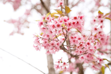 Beautiful cherry blossom or sakura in spring time over  sky