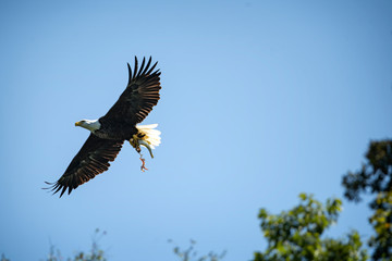 Bald Eagle