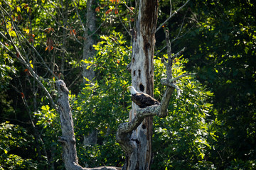 Fototapeta premium Bald Eagle