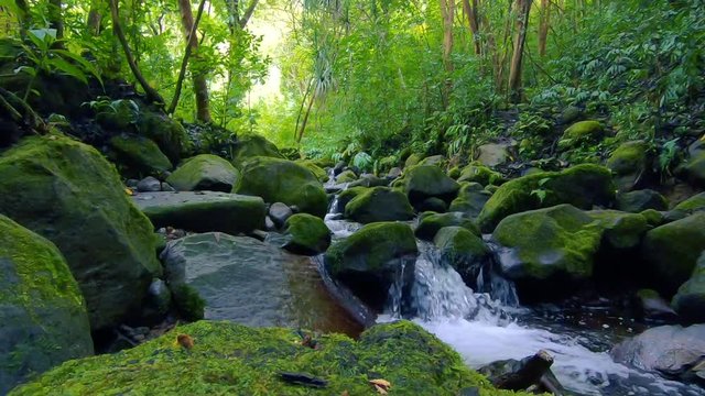 Rocky Stream in the Jungle in Kaneohe, Oahu, Hawaii