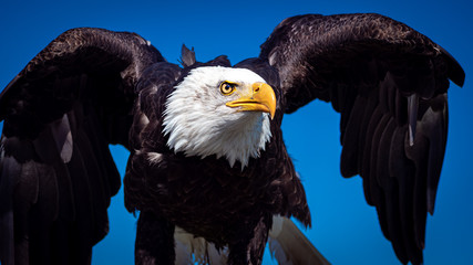 A closeup portrait of an american bald eagle