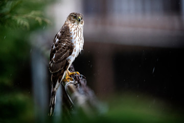 Juvenile Cooper's Hawk