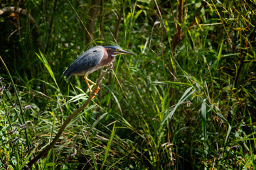 Green Heron
