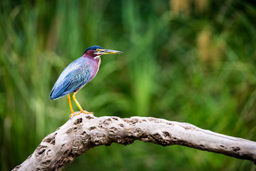 Green Heron Boone Lake