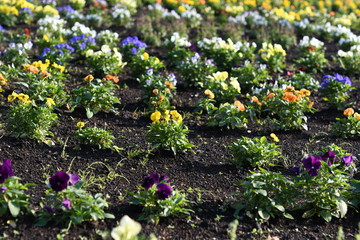 花壇のパンジー