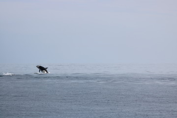 Orca Breaching the Ocean Water, Alaska