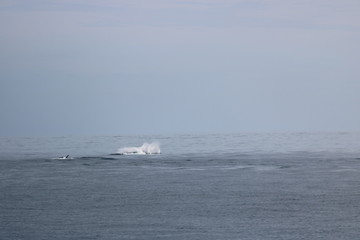 Obraz premium Orca Breaching the Ocean Water, Alaska