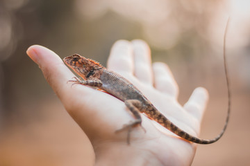 chameleon on hand in Thailand, dragon. - obrazy, fototapety, plakaty