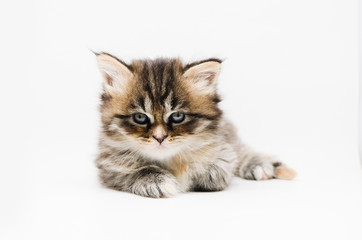Adorable cute persian kitten isolated on white background