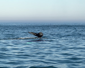 Whale tail