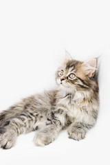 Naklejka na ściany i meble Adorable cute persian kitten isolated on white background
