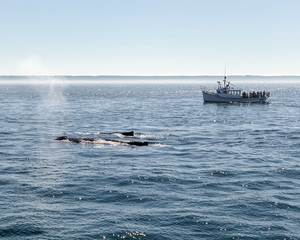 whales and a boat