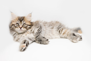 Obraz premium Adorable cute persian kitten isolated on white background