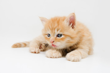 Adorable cute persian kitten isolated on white background