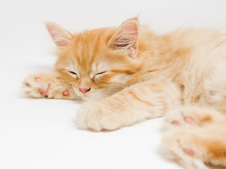 Fototapeta na wymiar Adorable cute persian kitten isolated on white background
