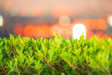 Background view of green leaves Close-up, with bokeh blur, colorful lights falling onto, one of nature's artistic beauty