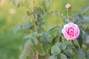 Fresh pink rose flower in the garden on blur nature background.