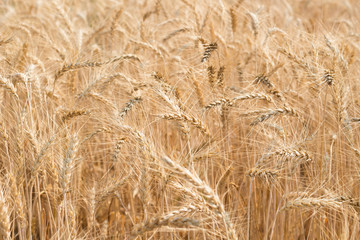 Organic barley field in farm