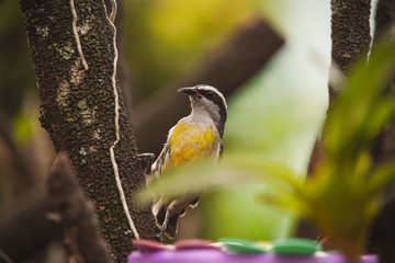 yellow bird on a branch