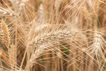 Organic barley field in farm